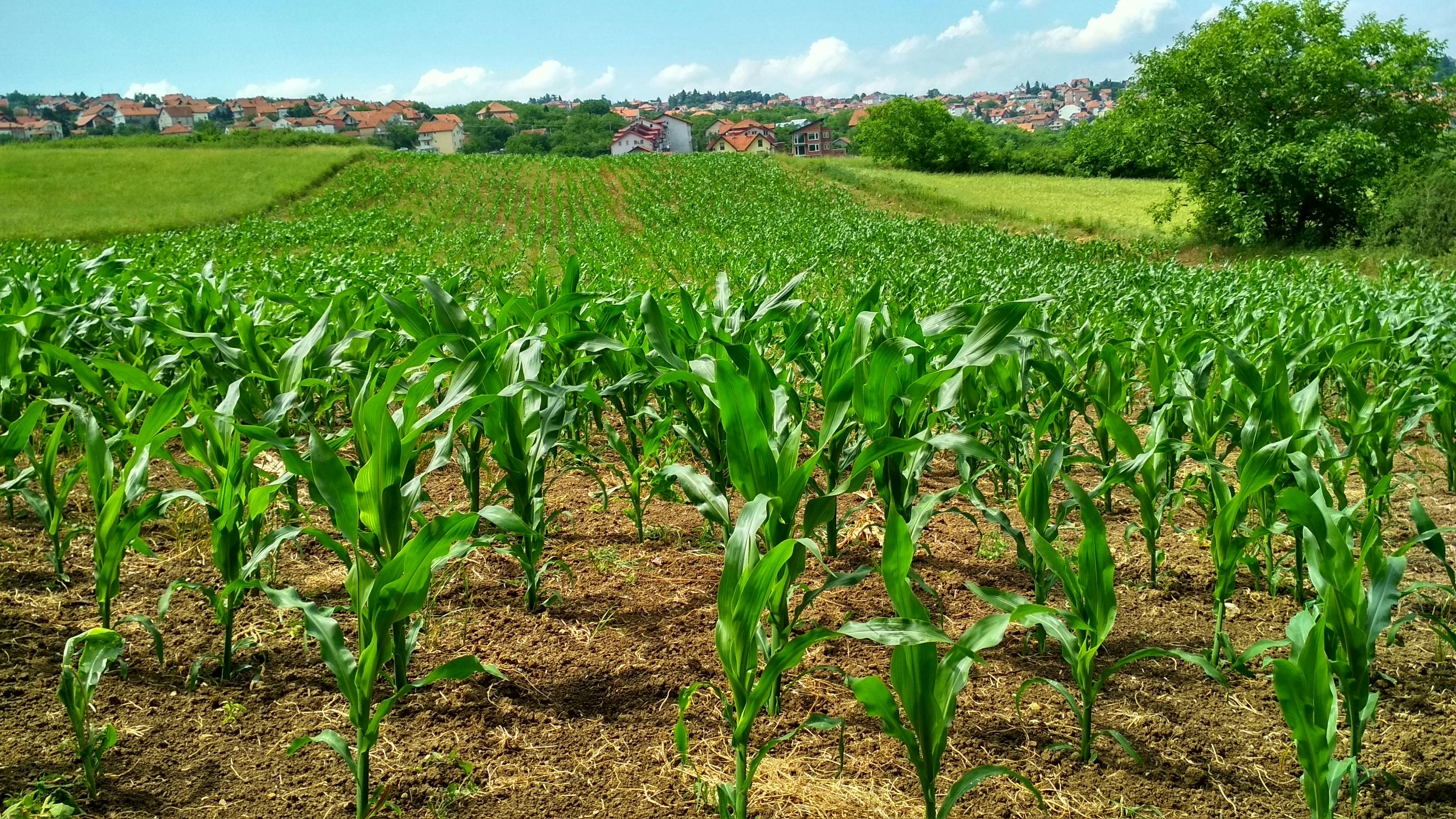 Agricultural Exports Icon